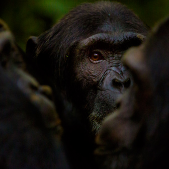 Exposición África coa mirada